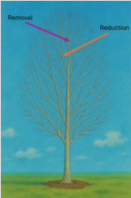 pruning cuts